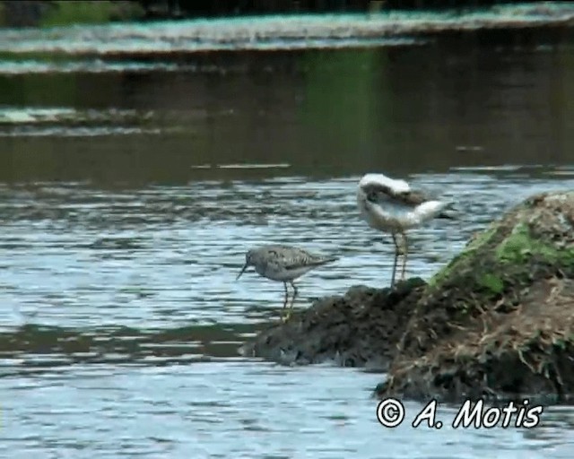 Lesser Yellowlegs - ML200832731