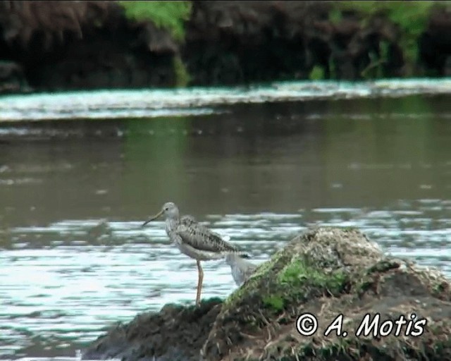 Greater Yellowlegs - ML200832741