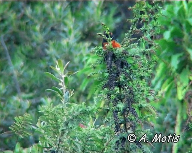 Scarlet-bellied Mountain Tanager (Scarlet-bellied) - ML200832751