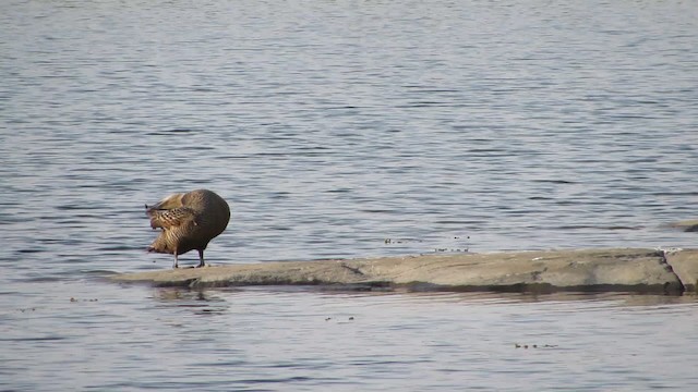 Common Eider (Eurasian) - ML200832771