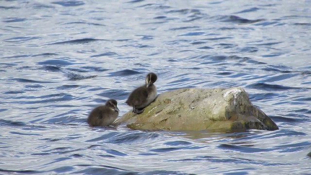 Common Eider - ML200832781