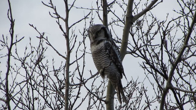 Northern Hawk Owl (Eurasian) - ML200833021