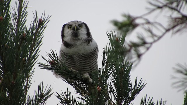 Northern Hawk Owl (Eurasian) - ML200833031