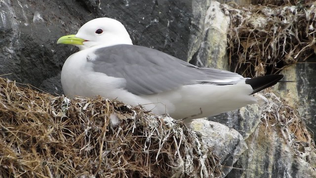 Black-legged Kittiwake (tridactyla) - ML200833351