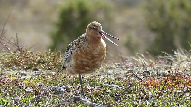 Bar-tailed Godwit (European) - ML200833911