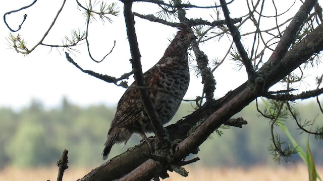 Hazel Grouse - ML200834101