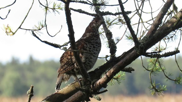 Hazel Grouse - ML200834111