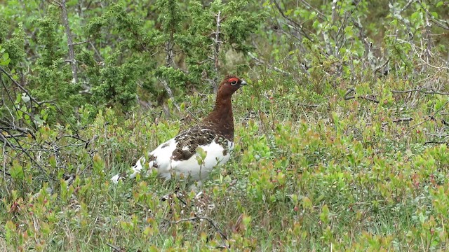 Moorschneehuhn [lagopus-Gruppe] - ML200834181