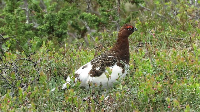 Moorschneehuhn [lagopus-Gruppe] - ML200834191