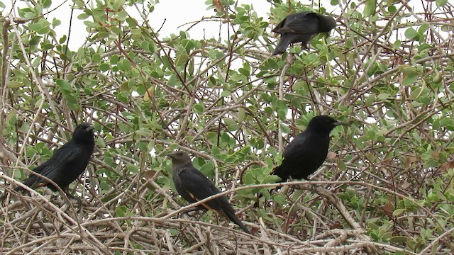 Tristram's Starling - ML200834331