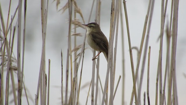 Sedge Warbler - ML200834371