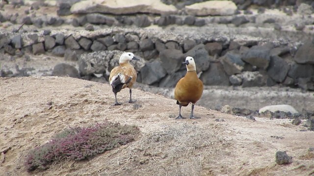 Ruddy Shelduck - ML200834391