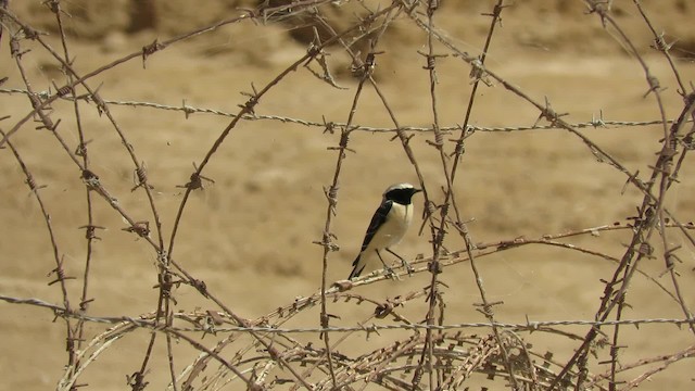 Eastern Black-eared Wheatear - ML200834431