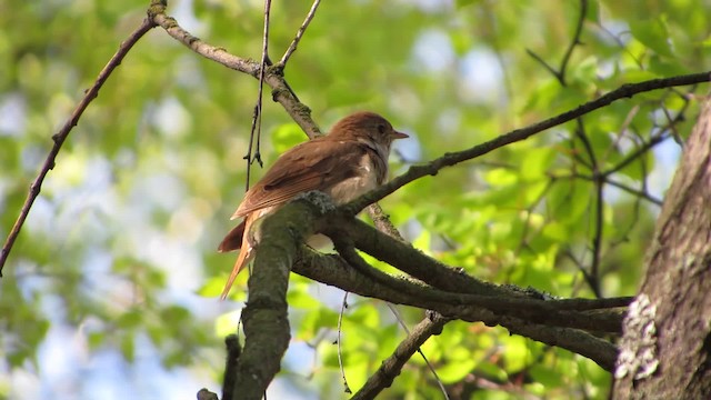 Thrush Nightingale - ML200834441