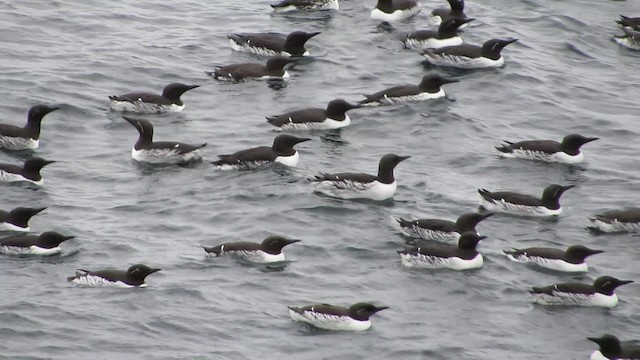 Common Murre - ML200834471