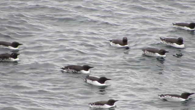 Common Murre - ML200834481