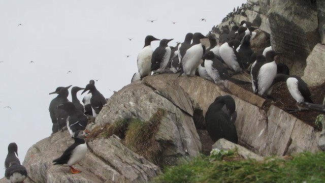 Common Murre - ML200834491