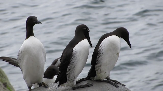 Common Murre - ML200834501