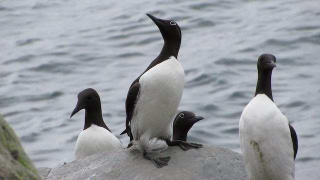 Common Murre - ML200834511