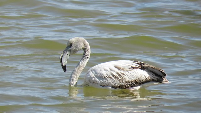 Greater Flamingo - ML200834561
