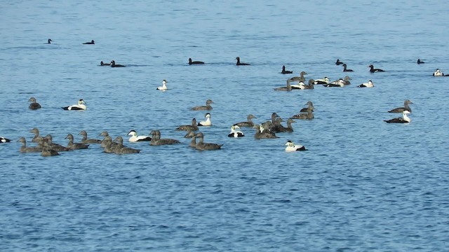 Common Eider (Eurasian) - ML200834611