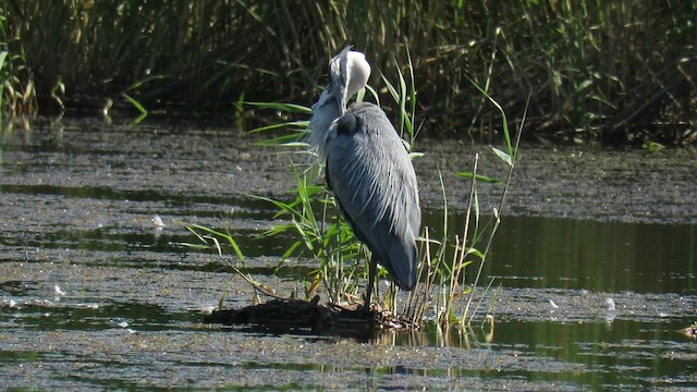 Garza Real (Paleártico) - ML200834781