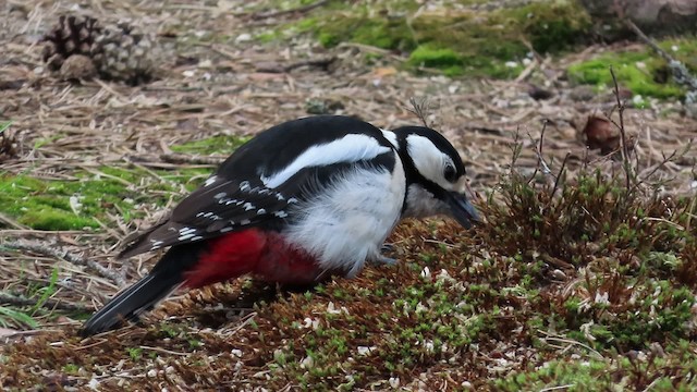 Great Spotted Woodpecker (Great Spotted) - ML200835031