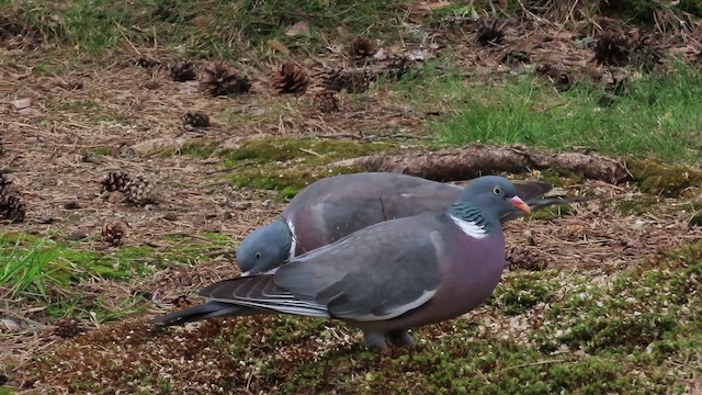 Common Wood-Pigeon - ML200835041