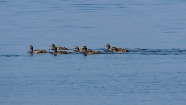 Common Eider (Eurasian) - ML200835271