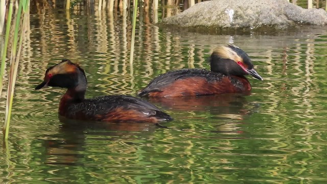 Horned Grebe - ML200835441