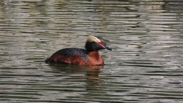 Horned Grebe - ML200835451