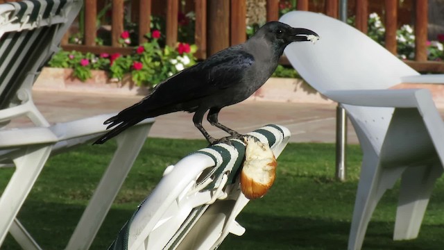 House Crow - ML200835491