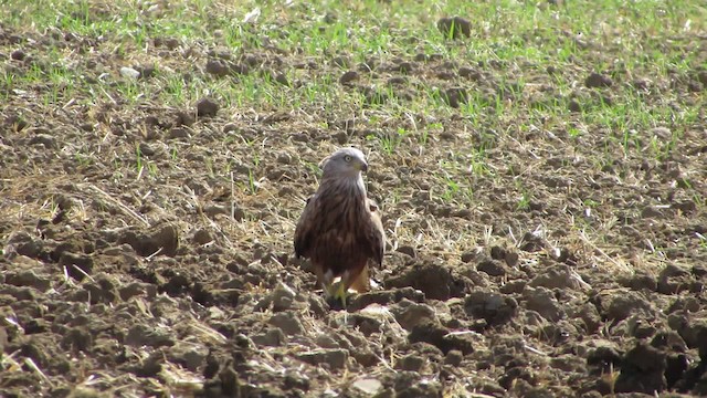 Red Kite (Red) - ML200835501