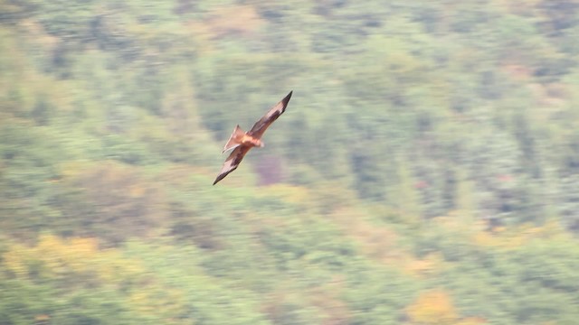 Red Kite (Red) - ML200835511