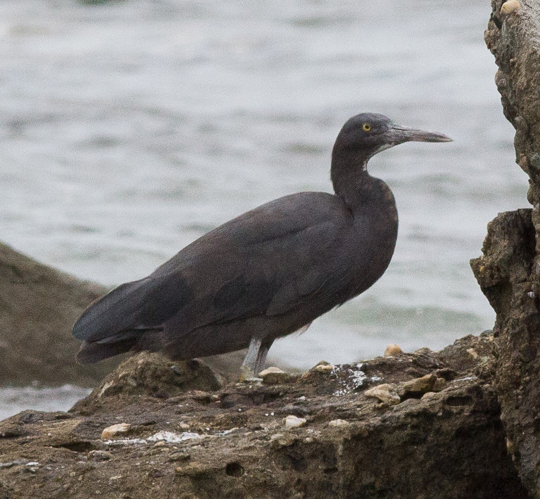 Pacific Reef-Heron - Richard and Margaret Alcorn