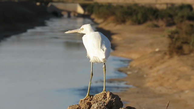 Aigrette à gorge blanche - ML200835641