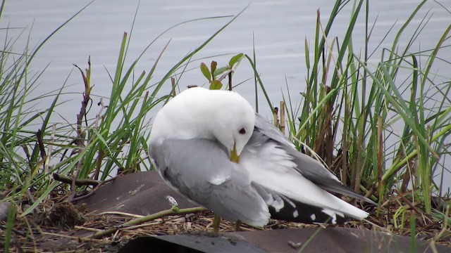 Common Gull (European) - ML200835751