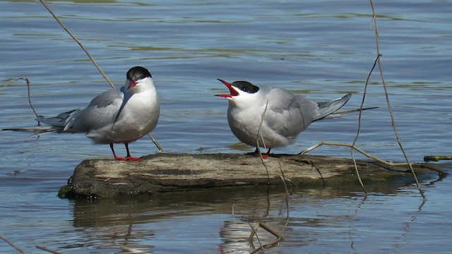 Sterne pierregarin (hirundo/tibetana) - ML200835811