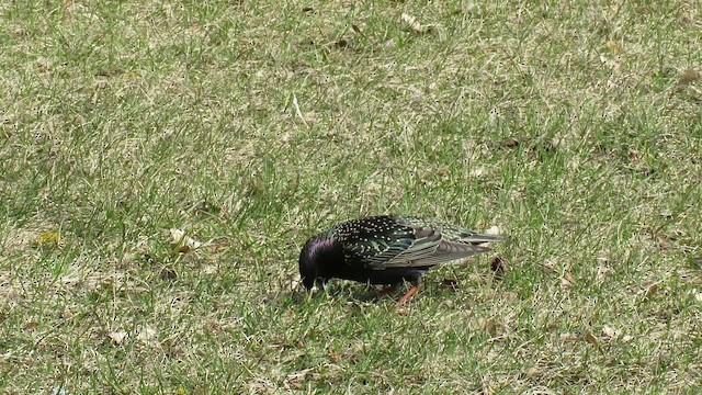 European Starling - ML200836251