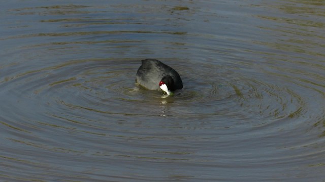 Red-knobbed Coot - ML200836271