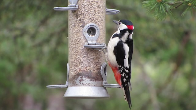 Great Spotted Woodpecker (Great Spotted) - ML200836511