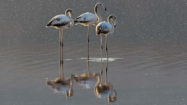 Greater Flamingo - ML200836801