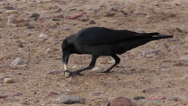 House Crow - ML200836831