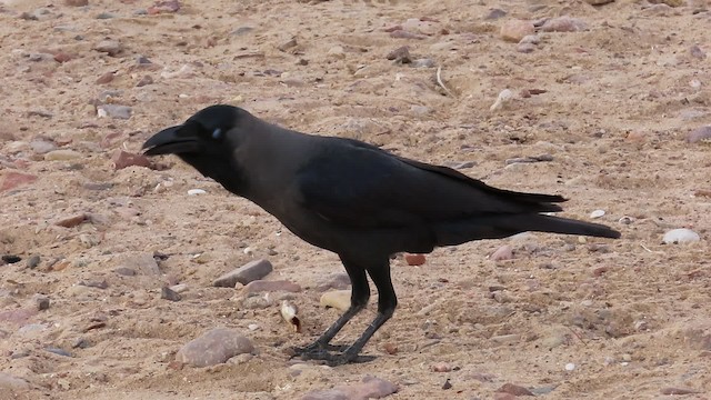 House Crow - ML200836841