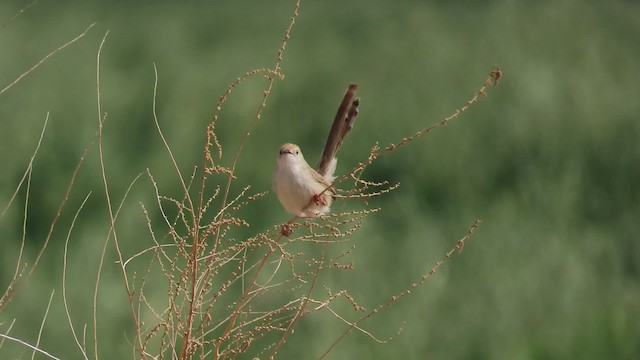 Dik Kuyruklu Ötleğen - ML200837081