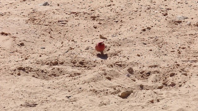 Sinai Rosefinch - ML200837091