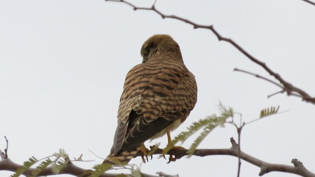 チョウゲンボウ（tinnunculus グループ） - ML200837161