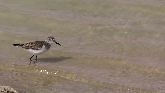 Little Stint - ML200837191