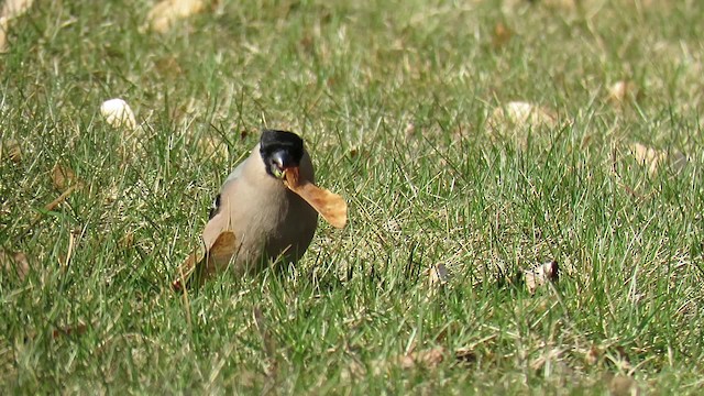 Eurasian Bullfinch (Eurasian) - ML200837481