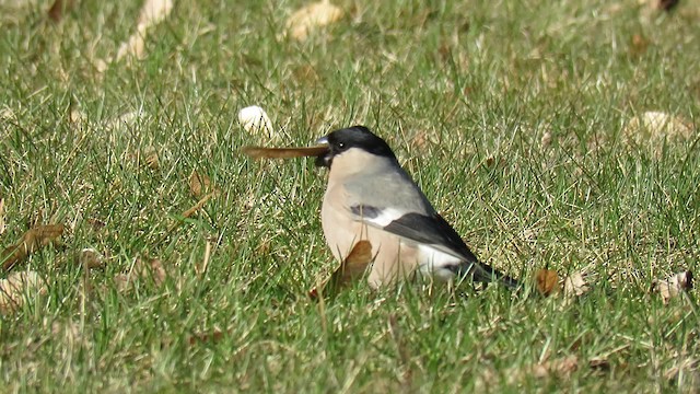 Eurasian Bullfinch (Eurasian) - ML200837491